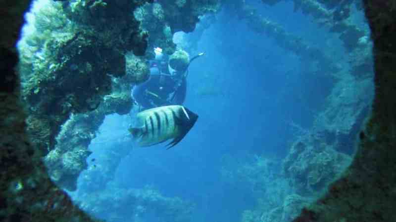 underwater view of a coral
