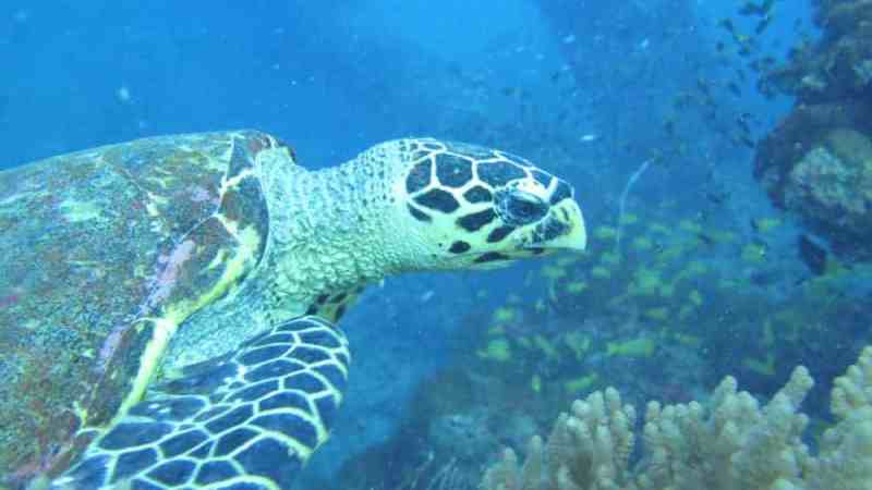 a turtle swimming under water