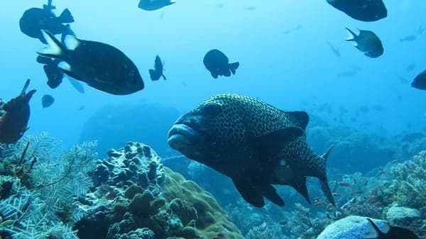 a group of people are underwater