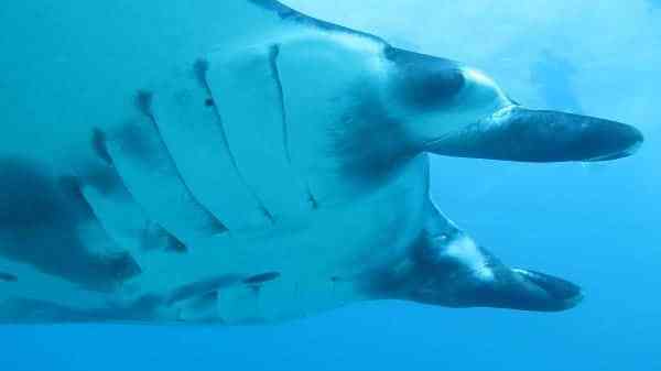 a fish swimming under water