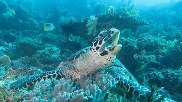 a group of people are underwater