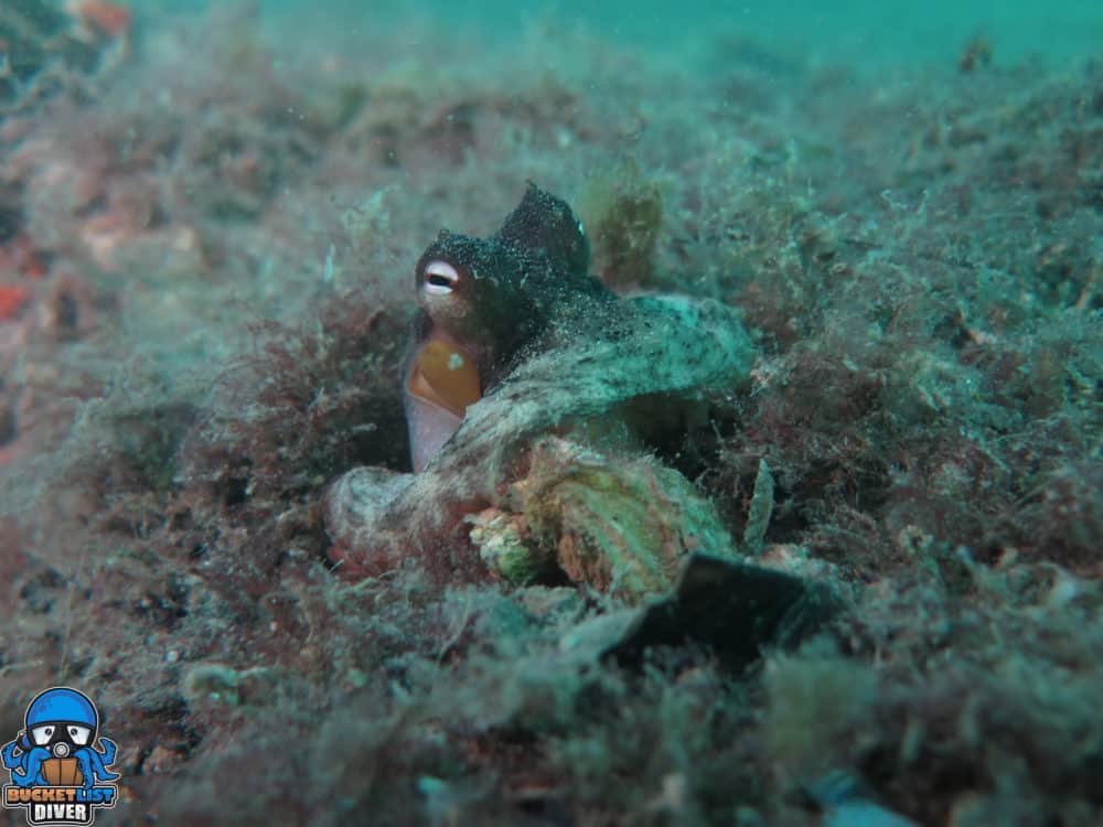 Ammo Jetty a group of underwater