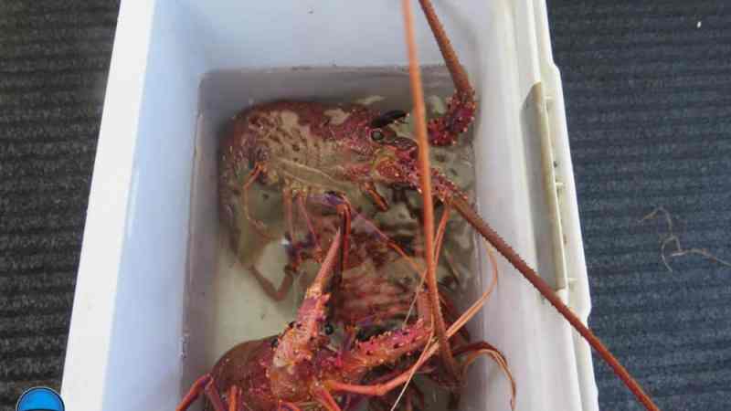 a lobster on a table