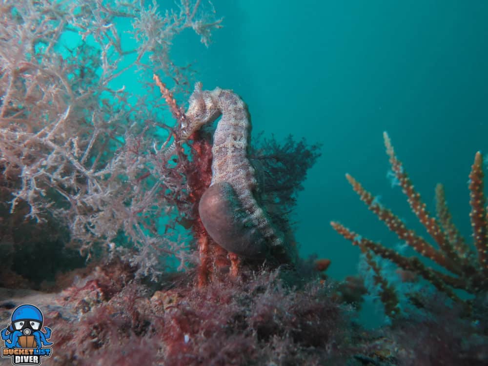 a group of bushes and trees