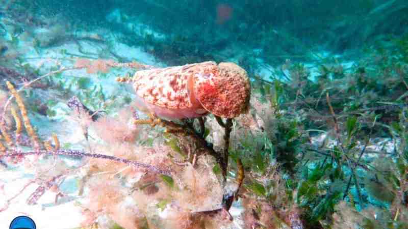 underwater view of a coral