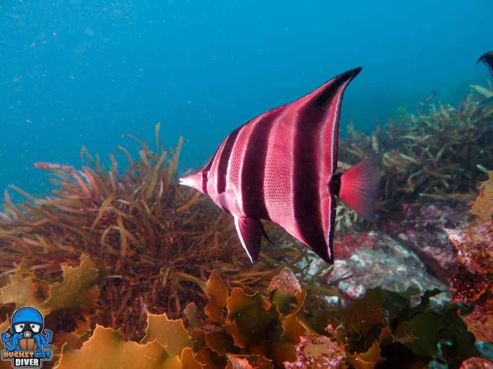 underwater view of a coral