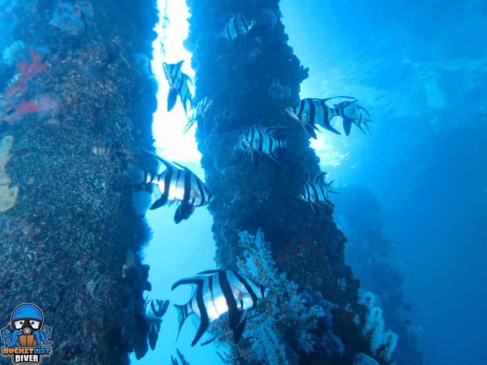 Busselton Jetty (2 of 52) a group of people swimming in the water