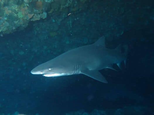 Grey Nure Shark a fish swimming under water