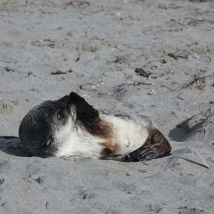 Seal a bird sitting on top of a sandy beach