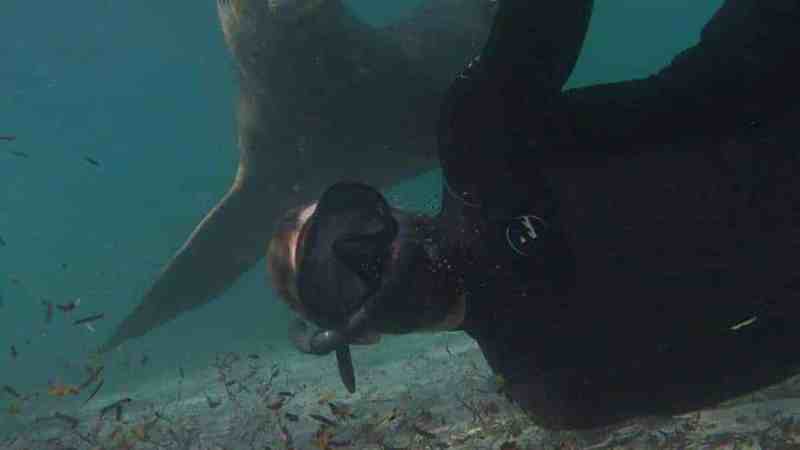 a bird swimming in water
