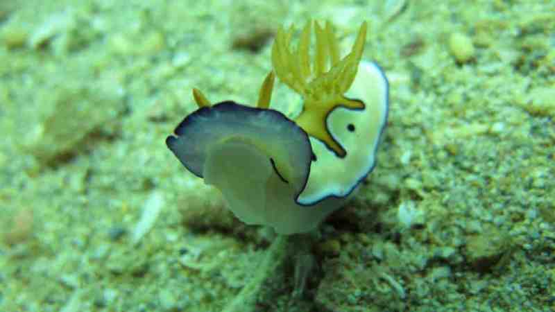 a close up of a toy animal