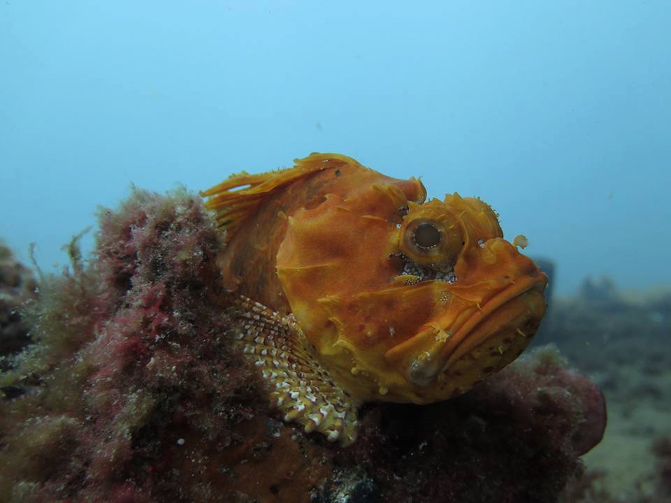 a close up of a coral