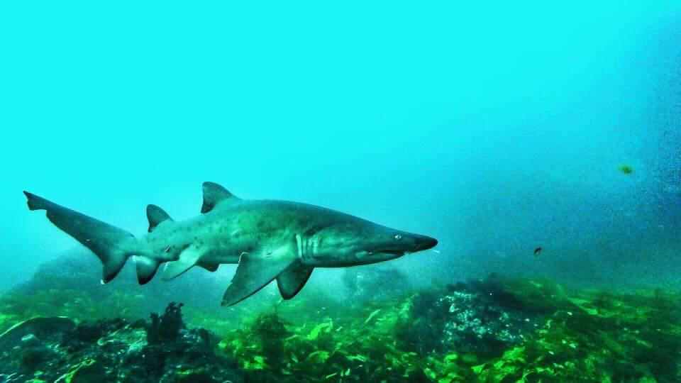 30422198_10160275864275176_2119380216_n a shark in the water