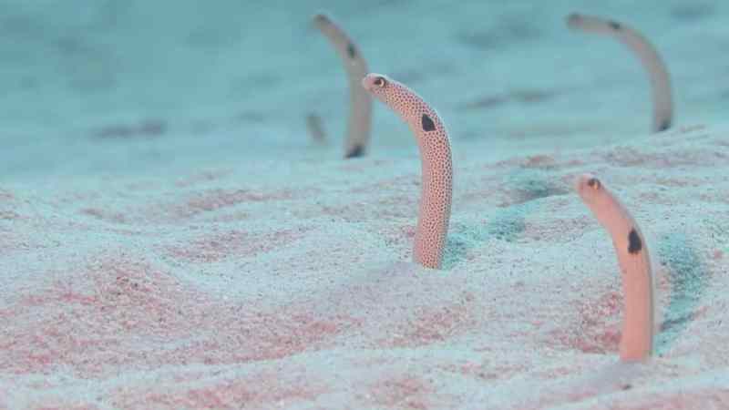 a bird swimming in water