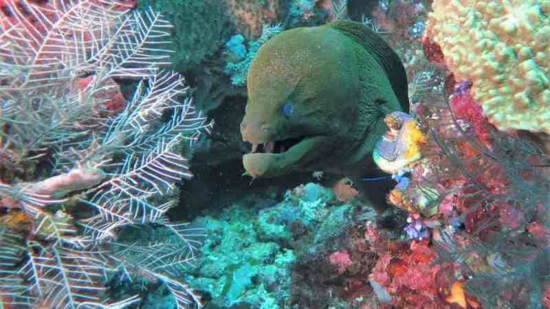 a group of fish in the water