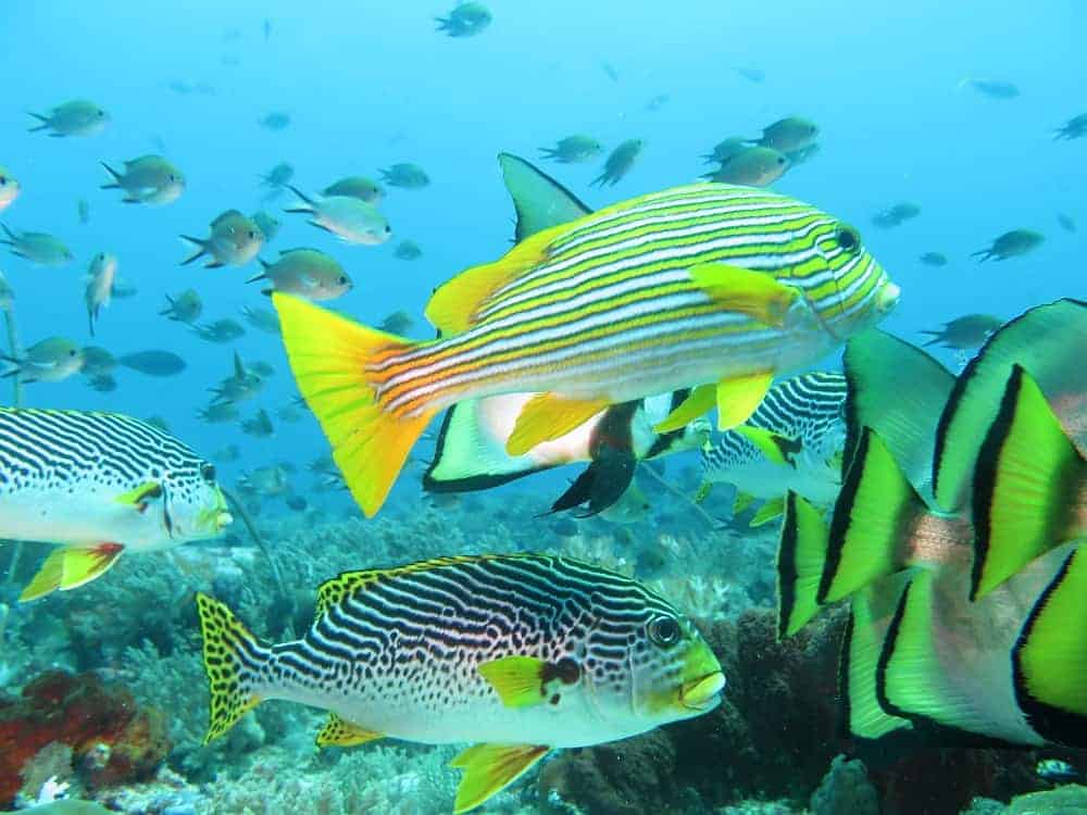Sweet lips school a fish swimming under water