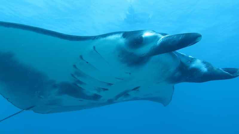 a fish swimming under water