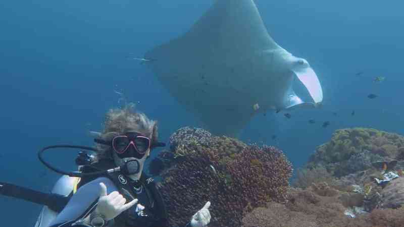 a group of fish in the water