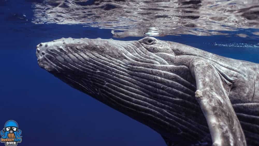 Whale (5 of 18) an animal swimming in the water