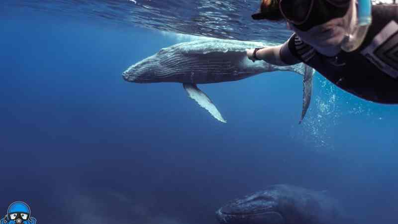 a person swimming in a body of water