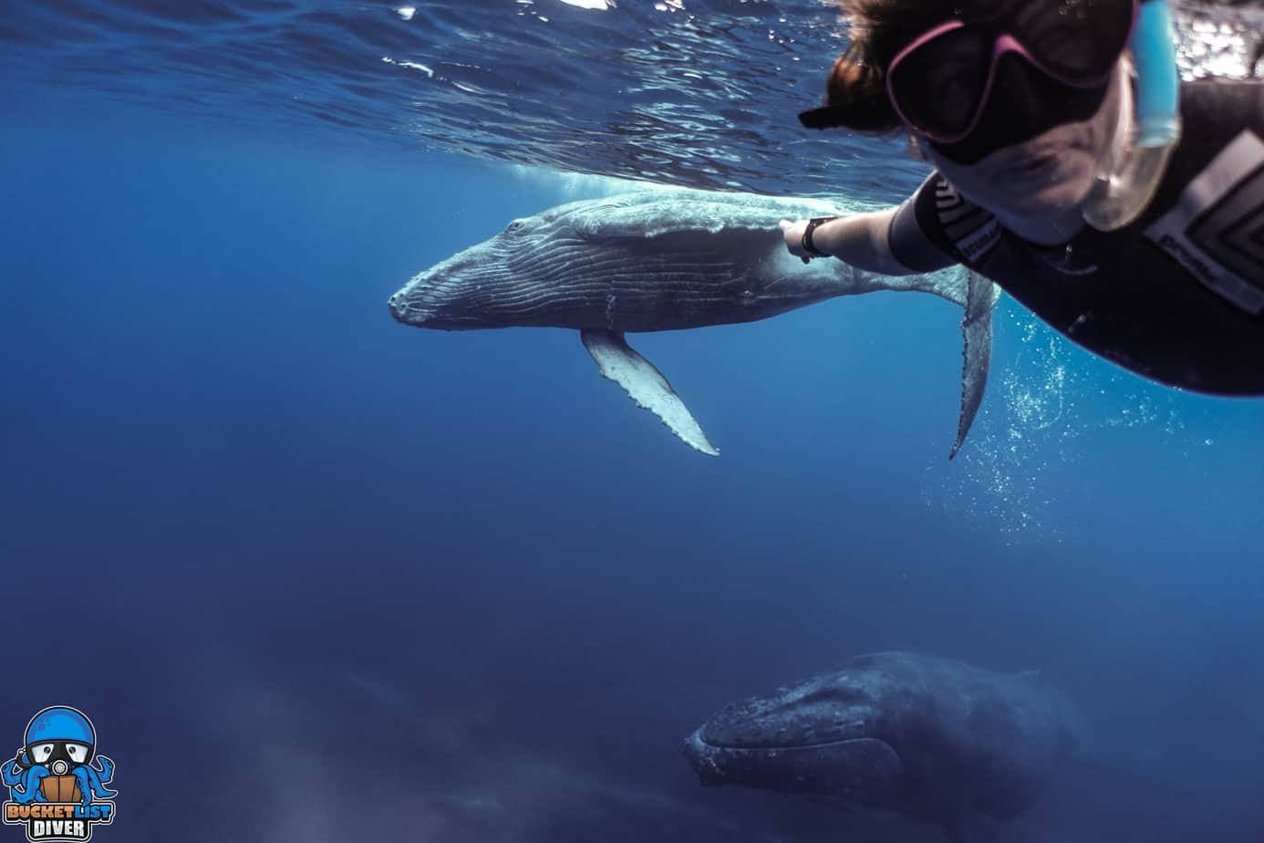 Humpback whale a person swimming in a body of water
