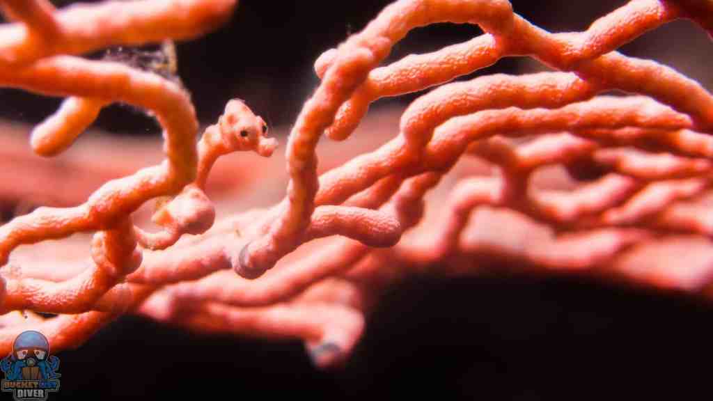 a close up of a coral