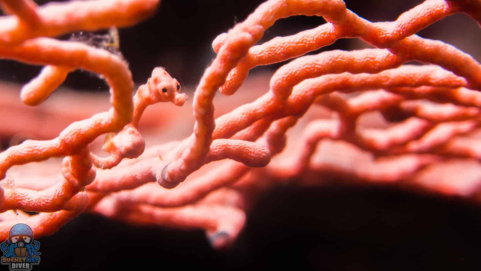 Raja Ampatseahorse a close up of a coral