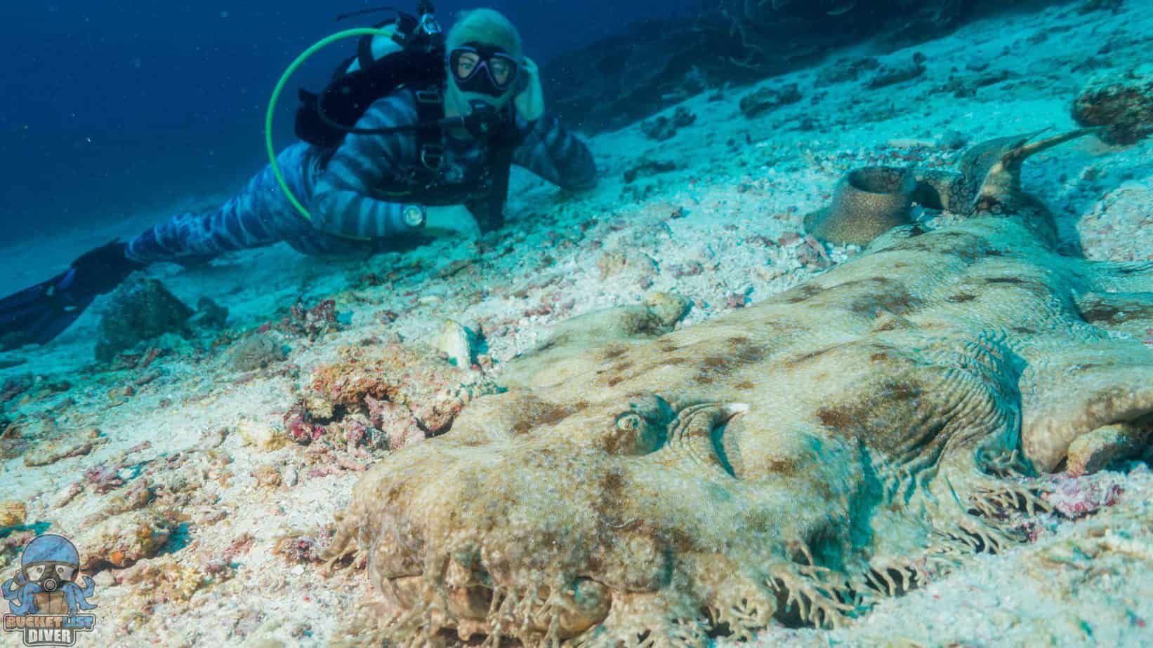 a person swimming in the water