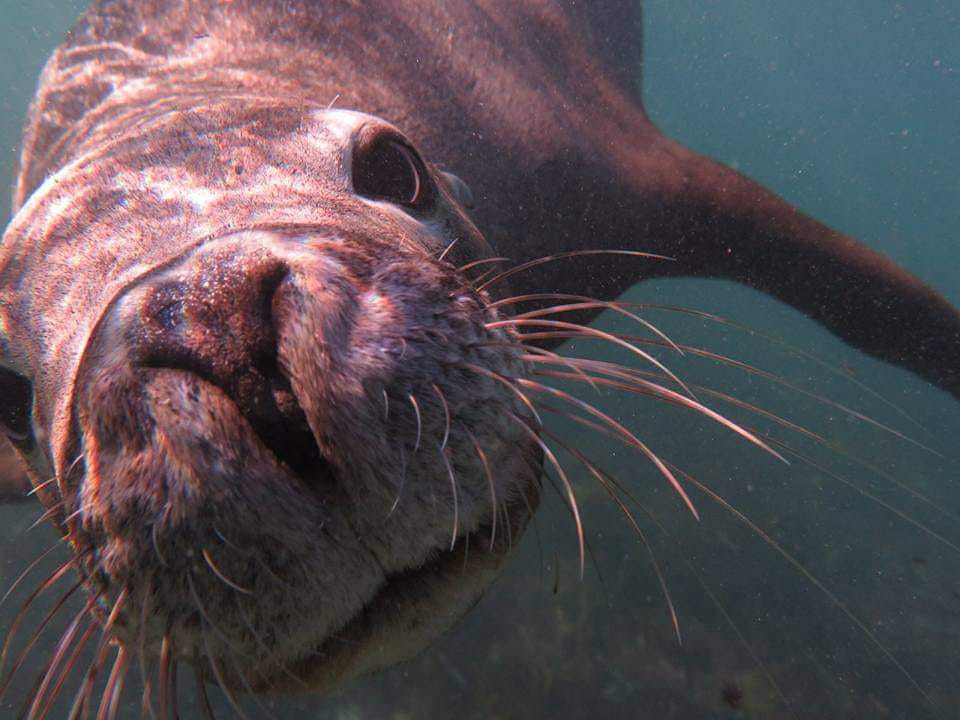 a close up of a seal