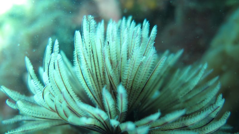 a close up of a coral