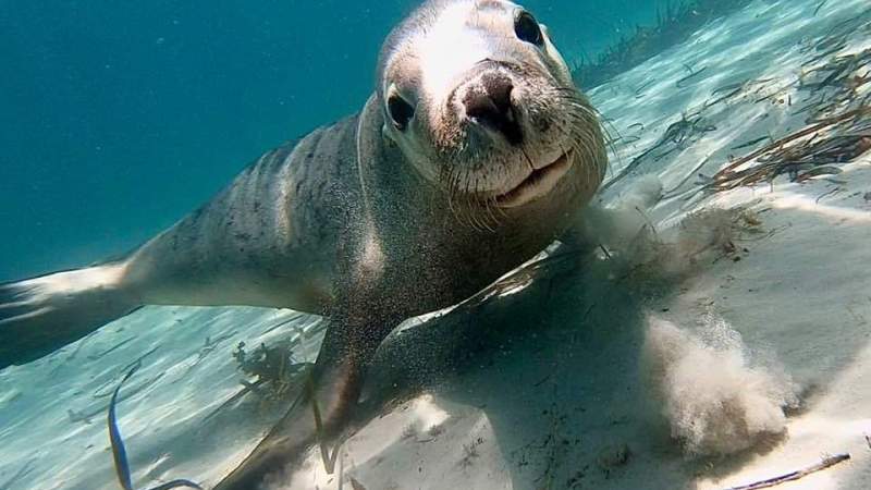 a polar bear swimming in a body of water