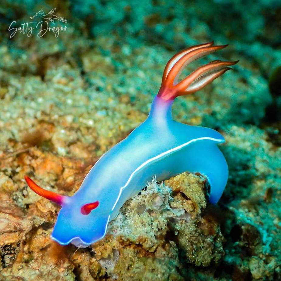 a blue bird sitting on a rock