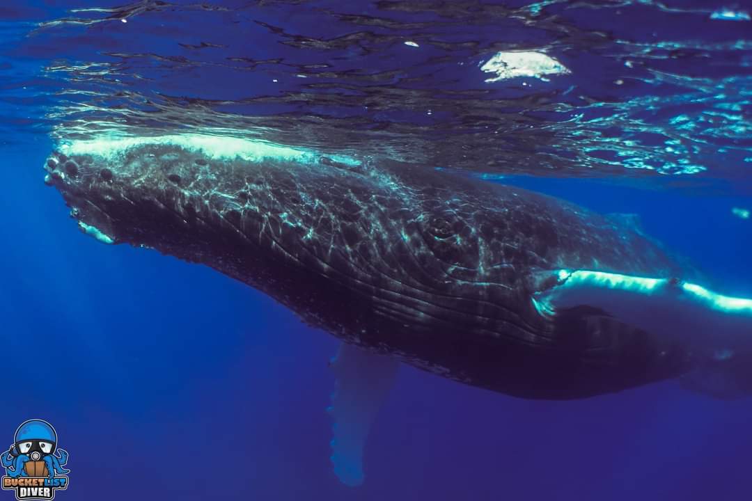 an animal swimming in the water