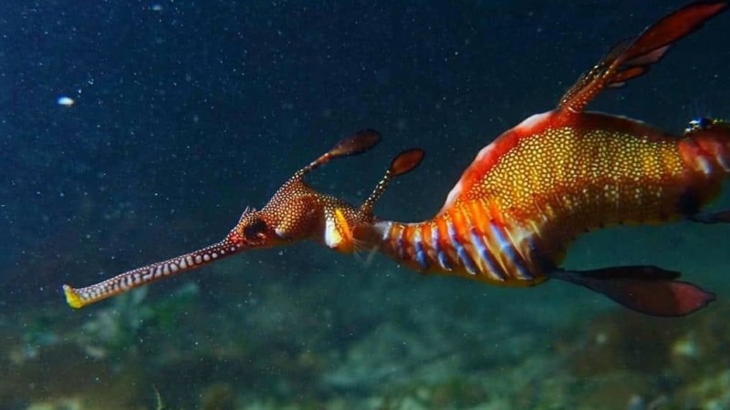 a fish swimming under water