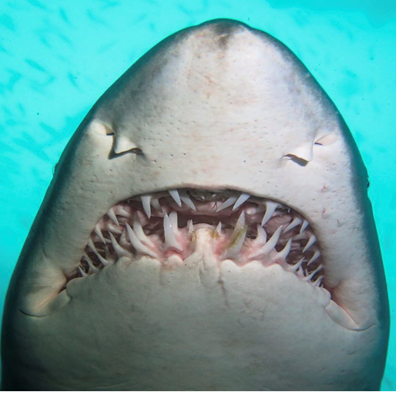 GNS – Paula Black – Something in your teeth – Western Australia Shark Conservation 2021 a fish swimming under water