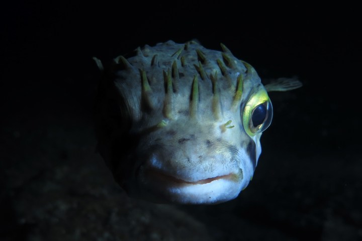 a close up of a fish
