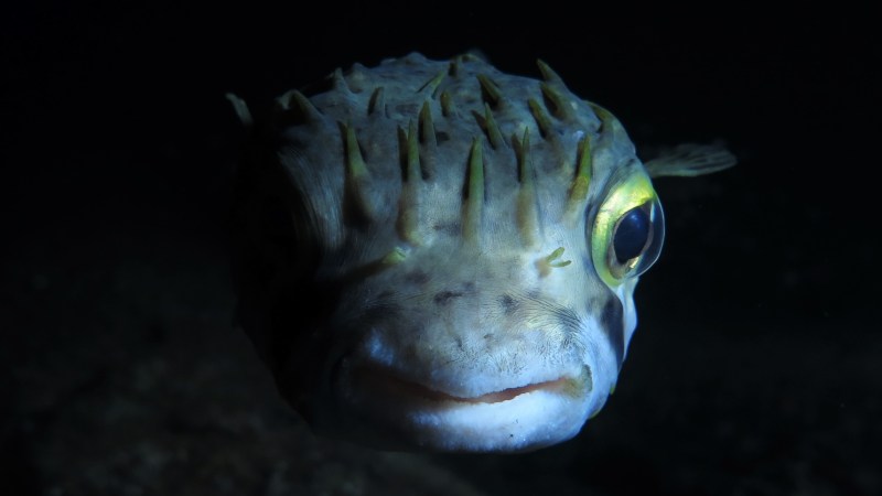 a close up of a fish