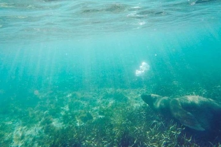 Perth scuba offers a lot of surprises