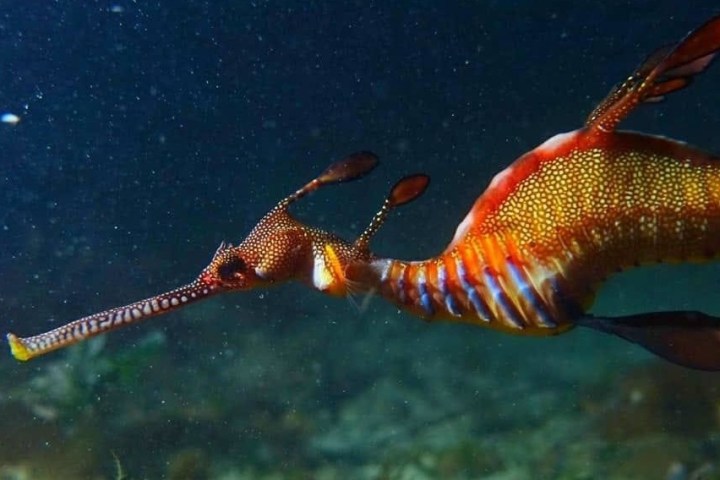 a fish swimming under water