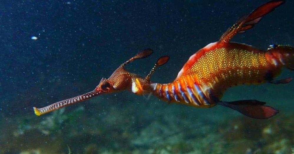 a fish swimming under water
