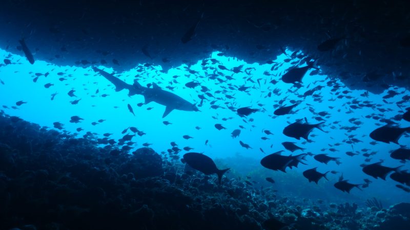 a grey nurse shark at Rottnest Island's shark cave
