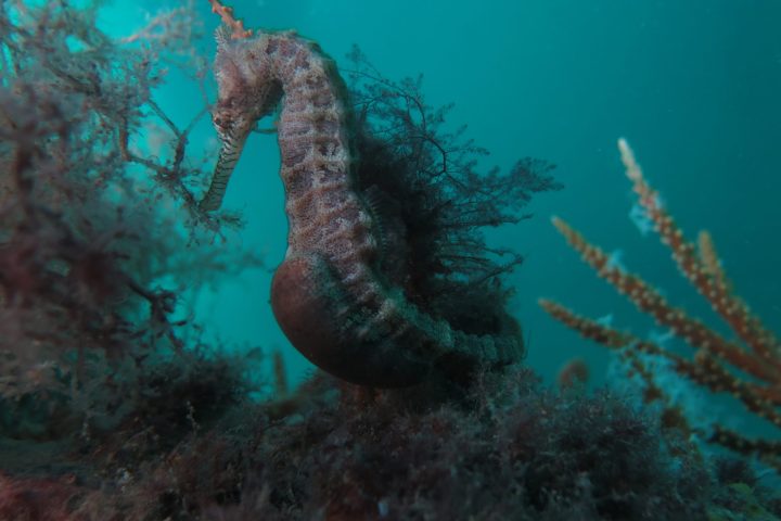 a pregnant sea horse at Ammo Jetty, Perth famous scuba site