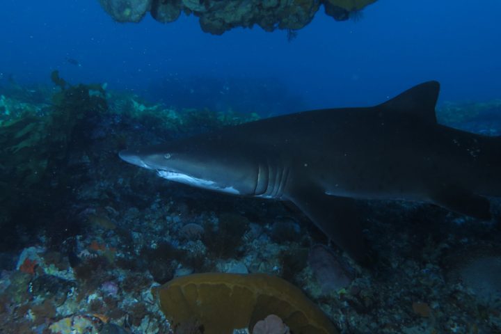 a grey nurse shark in a deep cave at Rottnest island
