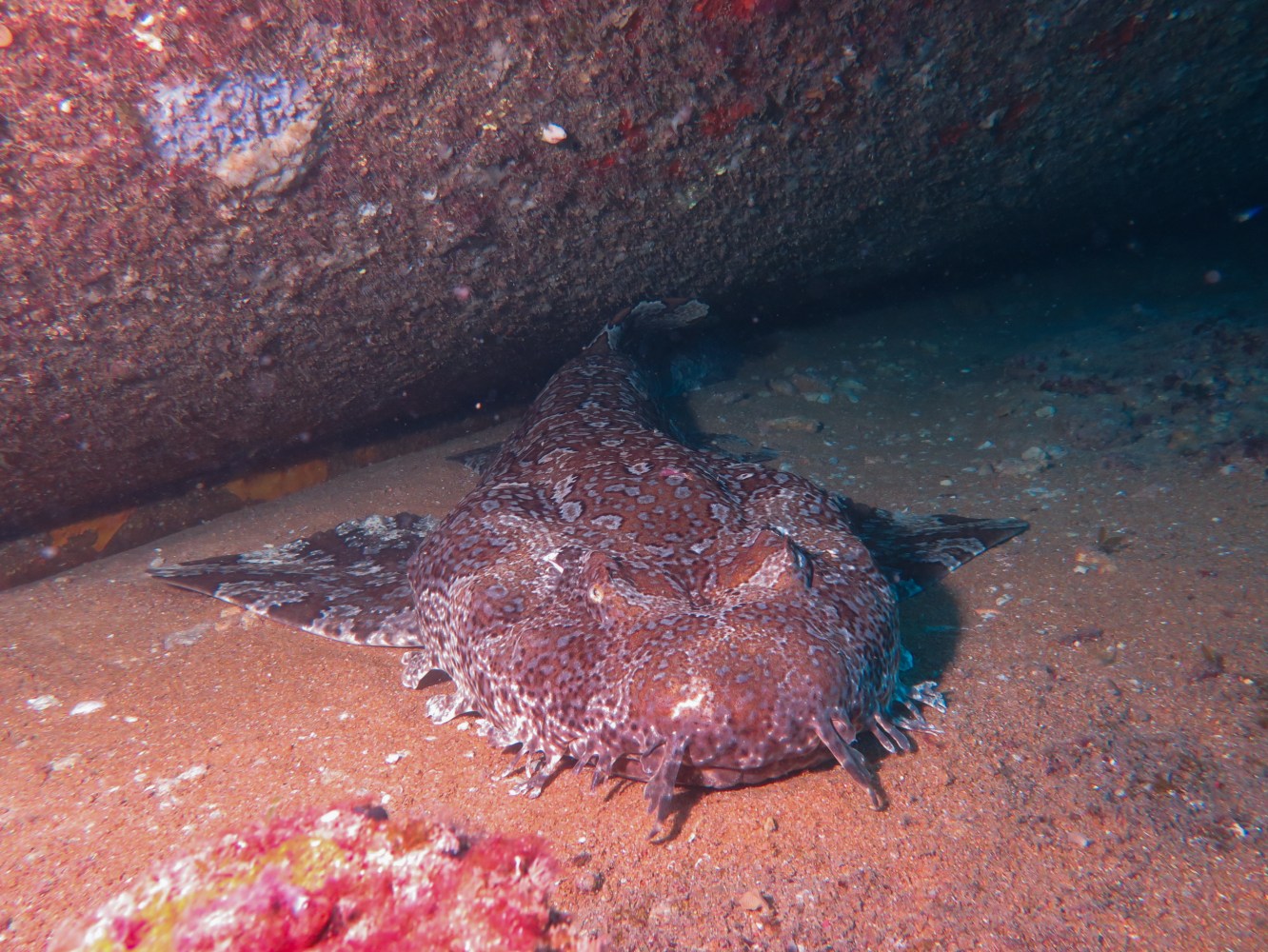 Wobbegong Shark Under wreck