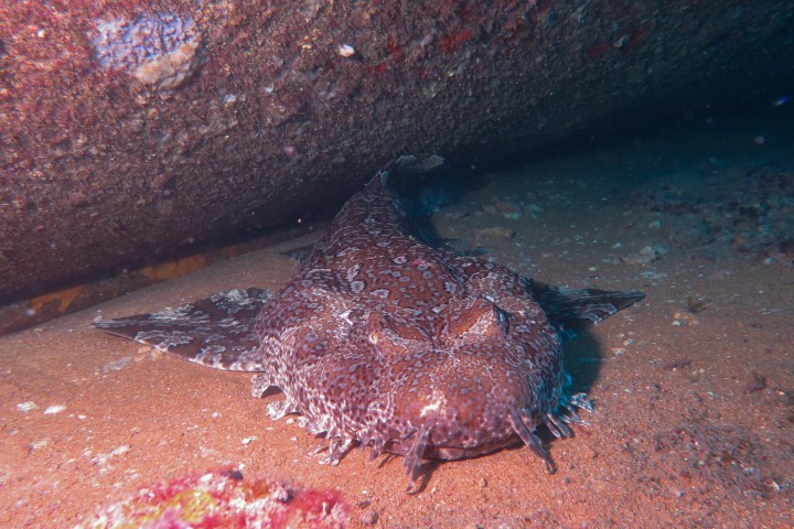 Wobbegong Shark Under wreck