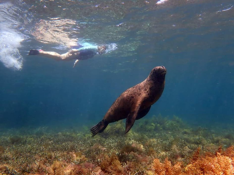 friendly sea lions
