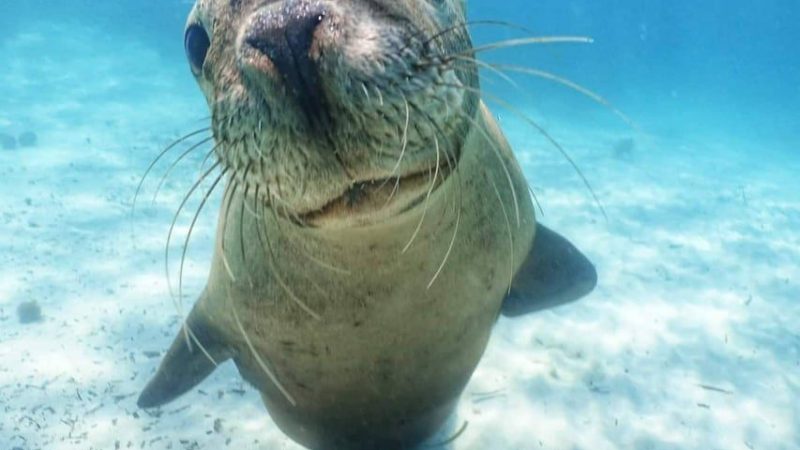 a close up of a sea lion