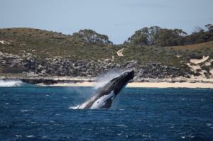 a whale jumping out of the water