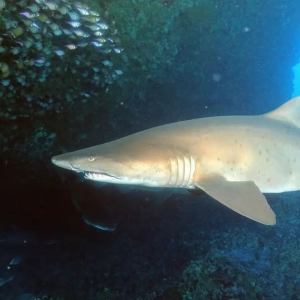Grey Nurse Shark