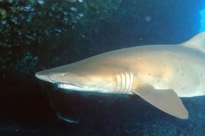 Grey Nurse Shark